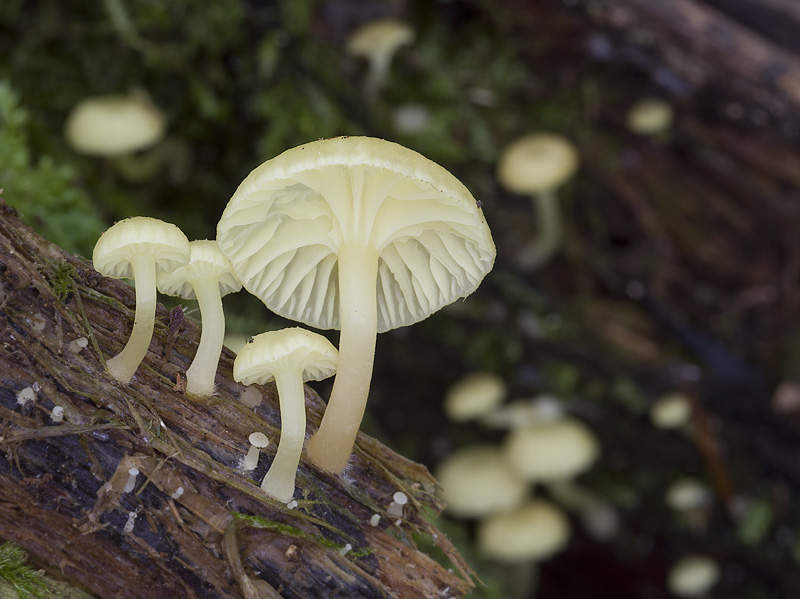 Chrysomphalina grossula